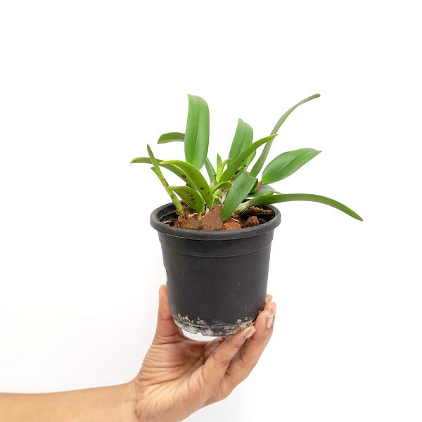 Cahuzacara Hsinying Naranja Orchid Plant - BS