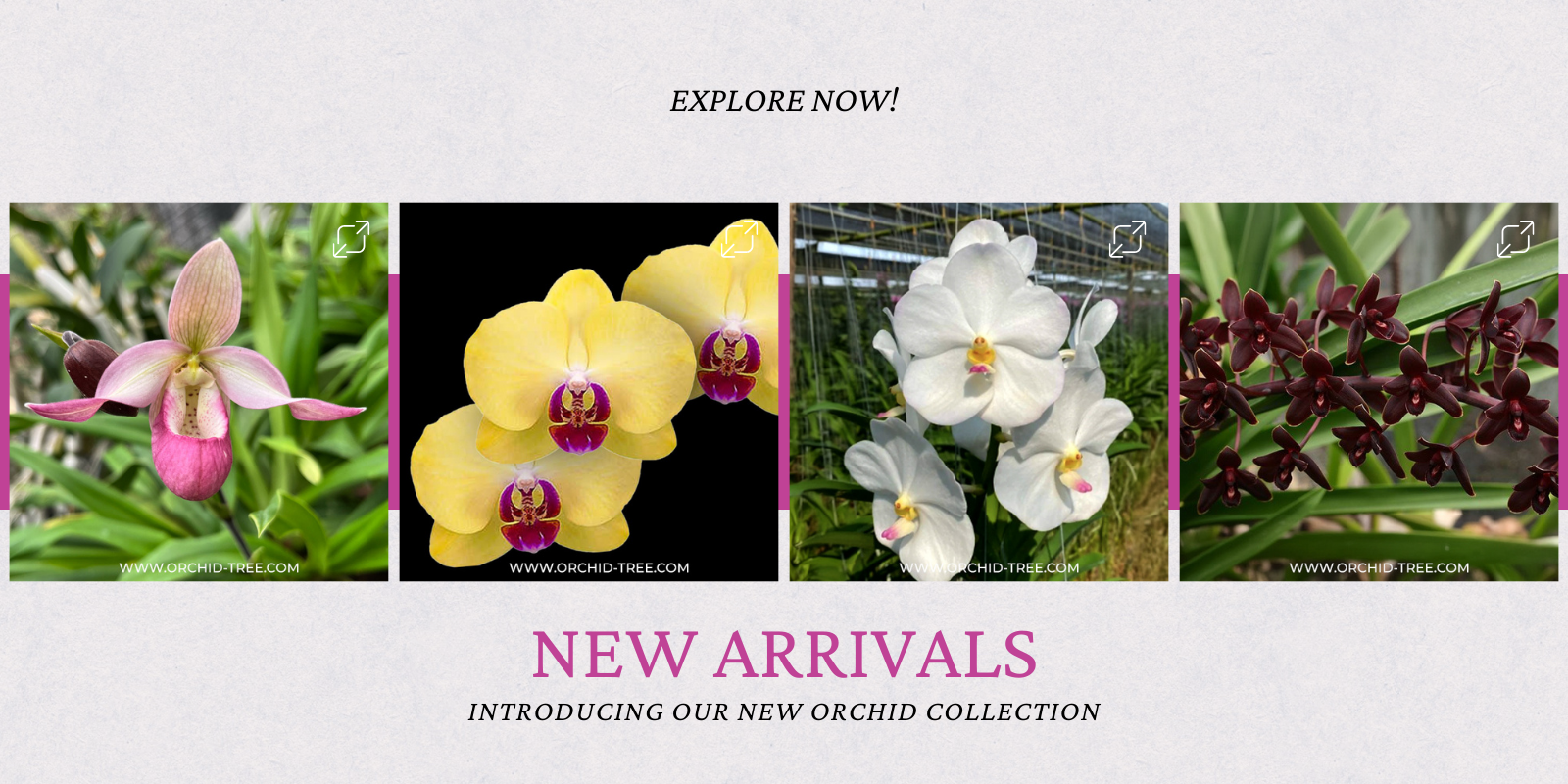 Orchid-tree | Premium Quality Orchids Plants Online India – Orchid-Tree