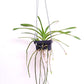 Vanda insignis sp. Orchid Plant - BS