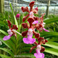 Vanda insignis sp. Orchid Plant - BS