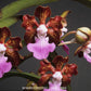 Vanda insignis sp. Orchid Plant - BS