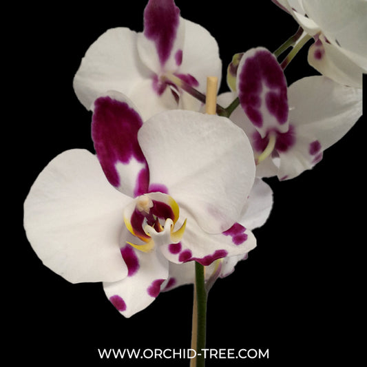 Phalaenopsis Taisho Islands - FF