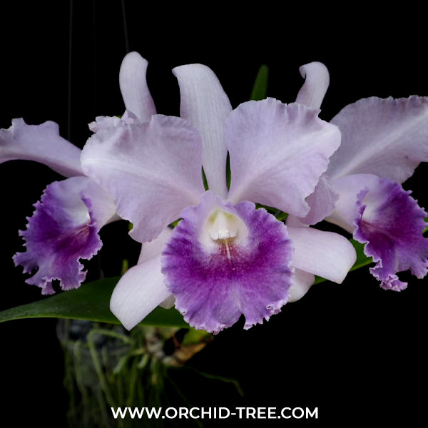 Cattleya Jairak Breeze Orchid Plant - BS