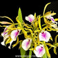 Cat. (Vaughnara) Jairak Kiss Orchid Plant- BS