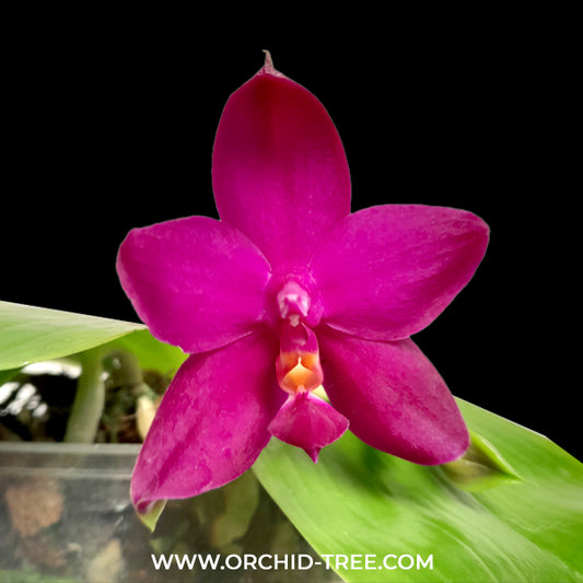 Phalaenopsis Jiaho Dreamy Colours x Violacea Indigo Orchid Plant -FF