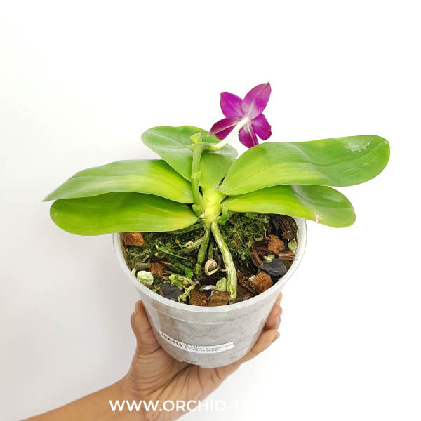 Phalaenopsis Jiaho Dreamy Colours x Violacea Indigo Orchid Plant -FF