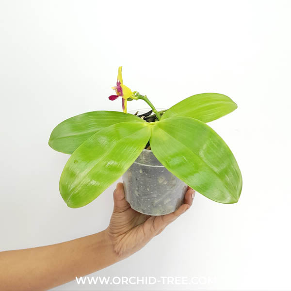 Phalaenopsis Jiaho Ruby x Ld's Bear Queen Orchid Plant -FF