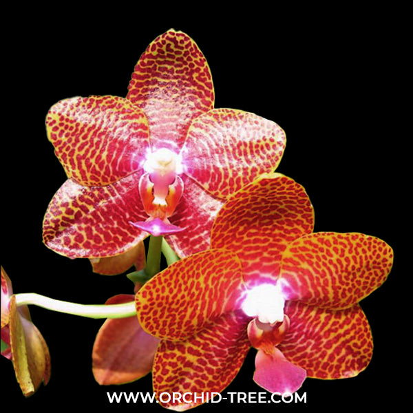 Phalaenopsis Joy Auckland Beauty ‘Joy’ Orchid Plant - FF