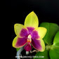 Phalaenopsis Jiaho Ruby x Ld's Bear Queen Orchid Plant -FF