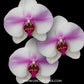 Phalaenopsis KV Butterfly Orchid Plant - FF