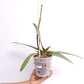 Phalaenopsis KV Butterfly Orchid Plant - FF