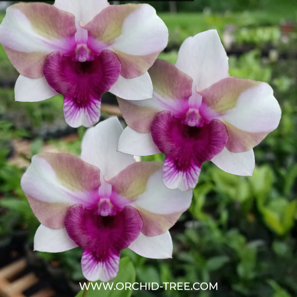 Dendrobium King Star Bright Orchid Plant - BS