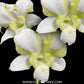 Dendrobium King Dragon White Orchid Plant - FF