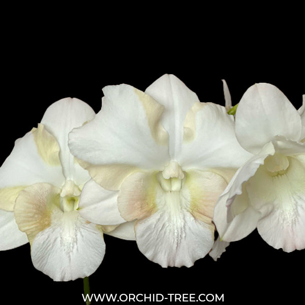 Dendrobium King Dragon White Orchid Plant - FF