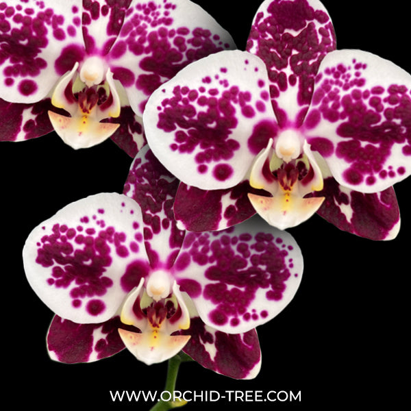 Phalaenopsis King Car Purple Queen Orchid Plant - FF