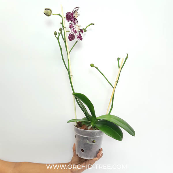 Phalaenopsis King Car Purple Queen Orchid Plant - FF