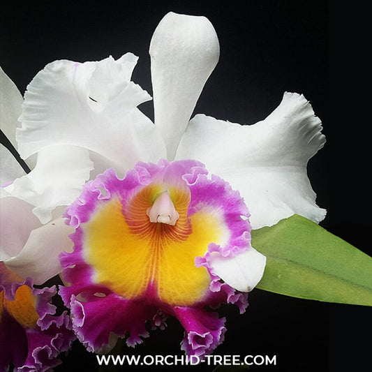 Cattleya KwanPrapa Orchid Plant- BS