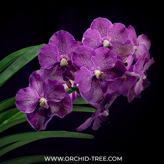 Vanda Kultana Blue Violet Orchid - BS