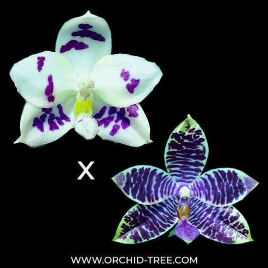 Phalaenopsis LL Blue Peacock x Jamie's Blue Dragon Orchid Plant - BS