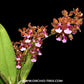 Trichocentrum Purple ( Lanceanum ) Orchid Plant - BS