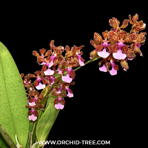 Trichocentrum Purple ( Lanceanum ) Orchid Plant - BS