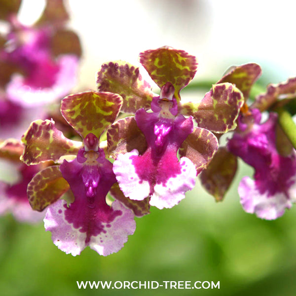 Trichocentrum Purple ( Lanceanum ) Orchid Plant - BS