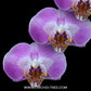 Phalaenopsis Lavender Helios Orchid Plant -FF