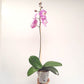 Phalaenopsis Black Pearl Orchid Plant - FF