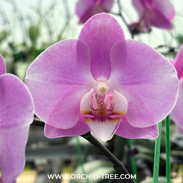 Phalaenopsis Black Pearl Orchid Plant - FF