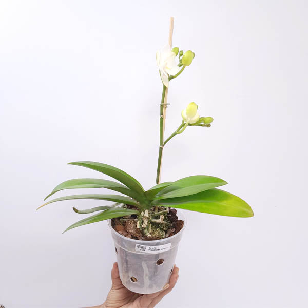 Phalaenopsis Happy Shell Orchid Plant - BS