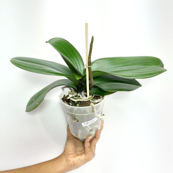 Phalaenopsis Lianher Mermaid Orchid Plant - FF