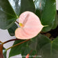 Anthurium Light Pink  - FF