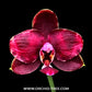 Phalaenopsis Lioulin Moon x (LD Emerald Bear-LD Double Dragon) Orchid Plant - BS