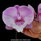 Phalaenopsis Lianher Mermaid Orchid Plant - FF