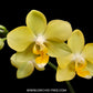 Phalaenopsis Little Green Smile Orchid Plant - FF (2spikes)