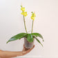 Phalaenopsis Little Green Smile Orchid Plant - FF (2spikes)