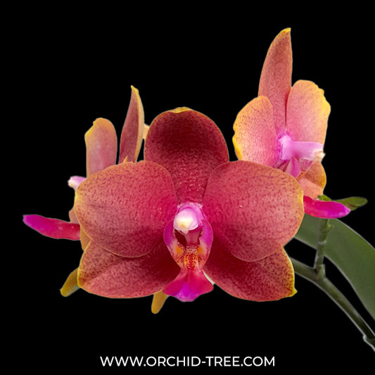 Phalaenopsis Love Waltz Orchid Plant - FF