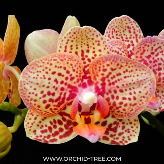 Phalaenopsis Younghome Lucky Leopard - FF