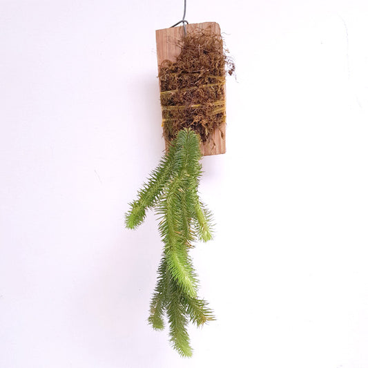 Lycopodium | Rock Tassel Fern