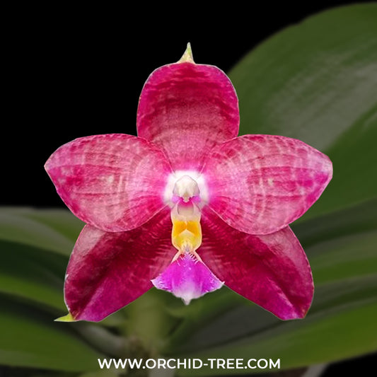 Phalaenopsis Lyndon Mix Zebra '830' Orchid Plant - FF