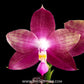Phalaenopsis Miki Lola Girl Bear King '666' Orchid Plant - FF