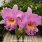 Cattleya Mahina Yahiro Orchid Plant- FF