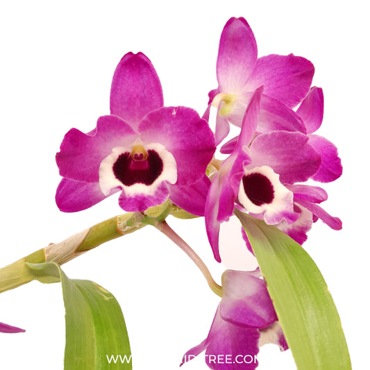 Dendrobium ( Nobile ) Maloflake Hybrid Orchid Plant - BS