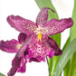 Oncidium (Bllra). Marfitch Howard's Dream Orchid Plant - BS