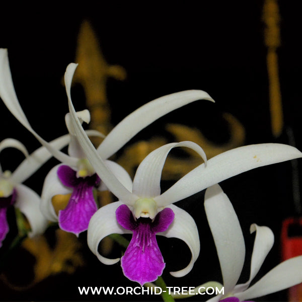 Dendrobium Meesangnil Orchid Plant - MS