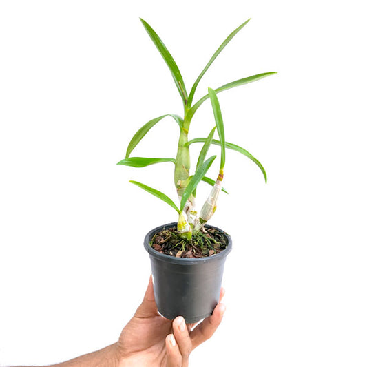 Buy Dendrobium Orchids Online India | Dendrobium Orchids | Orchid-tree ...