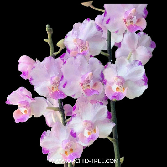 Buy Phalaenopsis Orchids Online India, Moth Orchid Colors Flower