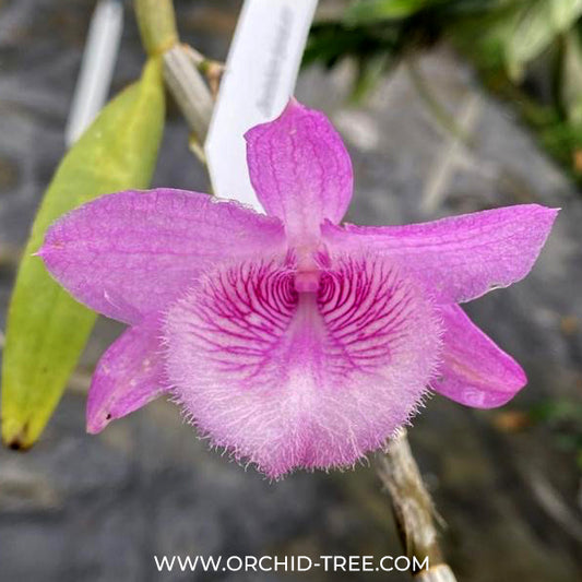 Dendrobium Mentor Orchid Plant - BS
