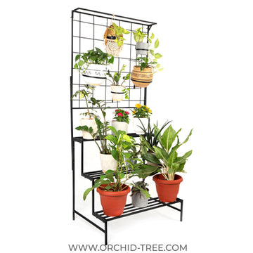 New Arrivals! – Orchid-tree