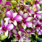 Dendrobium Micky Pink Orchid Plant - BS